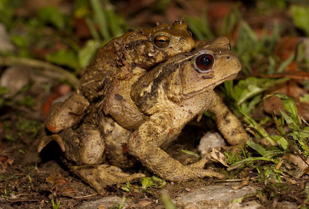 16 Favourite Toad Species - Feri.org